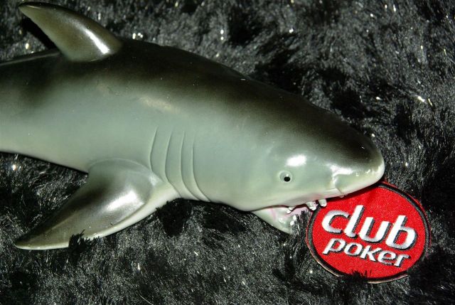 10 Requin.jpg